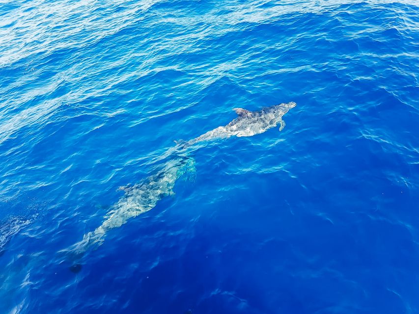 Gran Canaria: Catamaran Dolphin Watch Cruise with Snorkeling - Should you book the Gran Canaria dolphin cruise?