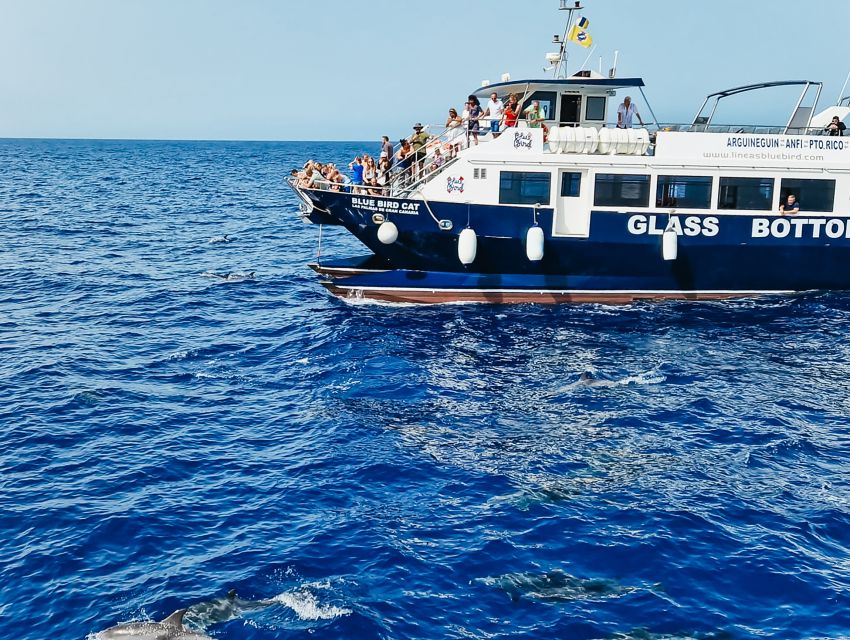 Gran Canaria: Catamaran Dolphin Watch Cruise with Snorkeling - The long search for dolphins and whales
