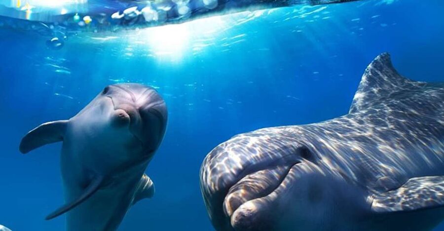 Gran Canaria: Dolphin and Whale Watching Cruise - Meeting striped, bottlenose, and Risso’s dolphins