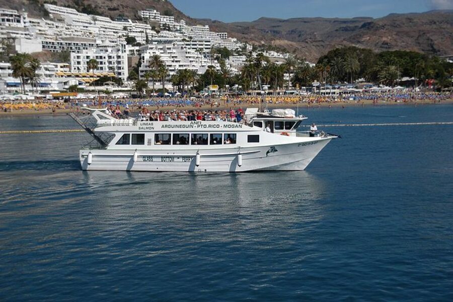 Gran Canaria: Dolphin and Whale Watching Cruise - Whales, turtles, and flying fish