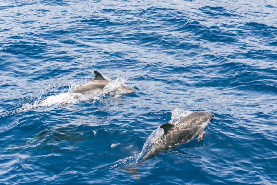 Gran Canaria: Dolphin and Whale Watching Cruise - Boat comfort, drinks, and practical details