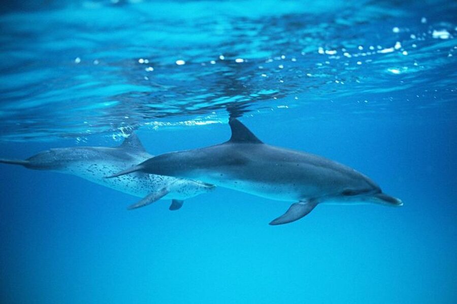 Gran Canaria: Dolphin and Whale Watching Cruise - Timing problems and how to plan around them