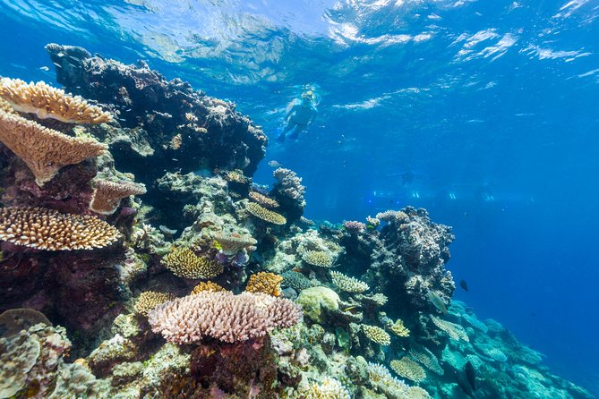 Great Barrier Reef Snorkeling and Diving Cruise from Cairns - First water session at Saxon or Norman Reef