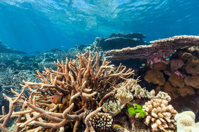 Great Barrier Reef Snorkeling and Diving Cruise from Cairns - The optional helicopter flight