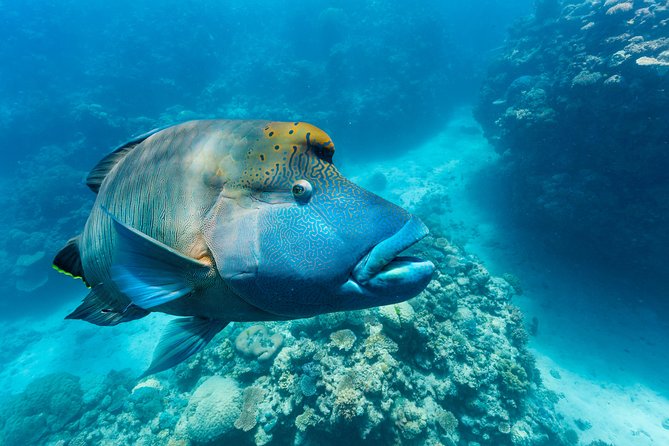 Great Barrier Reef Snorkeling and Diving Cruise from Cairns - The return to Cairns