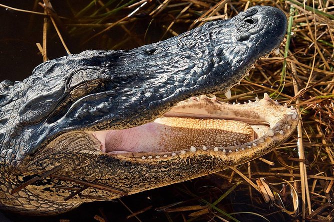 Half-day Everglades National Park Tour and 1-Hour Air Boat Ride - The Tamiami Trail and the bigger Everglades picture