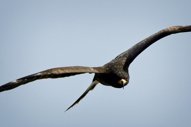 Half-day Everglades National Park Tour and 1-Hour Air Boat Ride - Food, weather, and what to bring