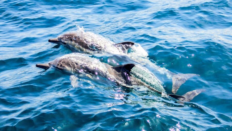 Heraklion: Dia Island Sailboat Cruise with Swimming and Meal - Small details that improve the day