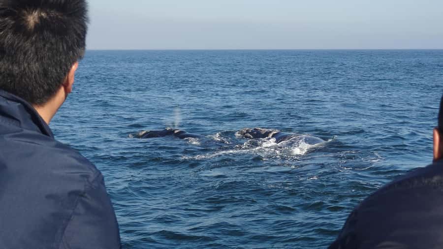 Hermanus: Boat Based Whale Watching Experience - Key points before you book