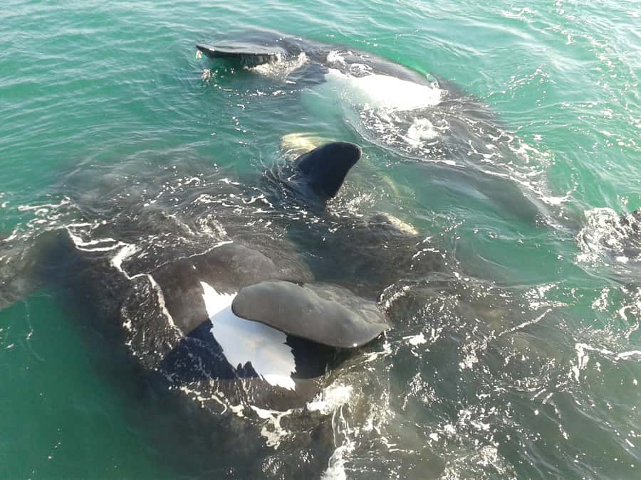 Hermanus: Boat Based Whale Watching Experience - Leaving from Hermanus New Harbour
