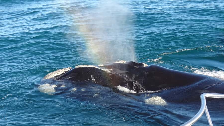 Hermanus: Boat Based Whale Watching Experience - Finding whales without chasing them