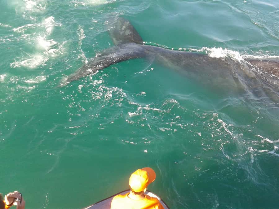 Hermanus: Boat Based Whale Watching Experience - The boat ride across Walker Bay