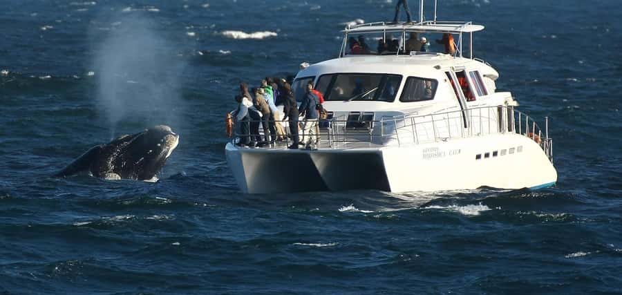Hermanus: Whale and Dolphin Watching Boat Trip - Key points at a glance