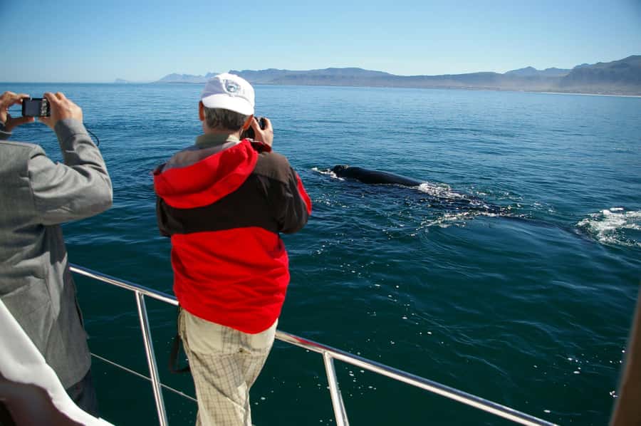 Hermanus: Whale and Dolphin Watching Boat Trip - Boarding the purpose-built catamaran
