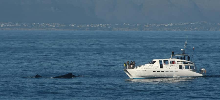 Hermanus: Whale and Dolphin Watching Boat Trip - The two-hour search for whales and dolphins