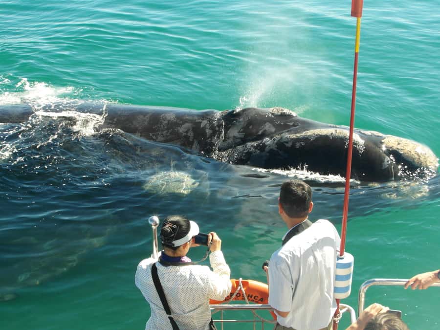 Hermanus: Whale and Dolphin Watching Boat Trip - Checking in at the Whale Shack