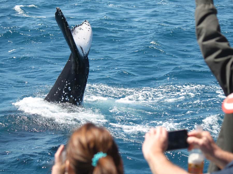 Hervey Bay: Half-Day Whale-Watching Cruise - Key points before you book