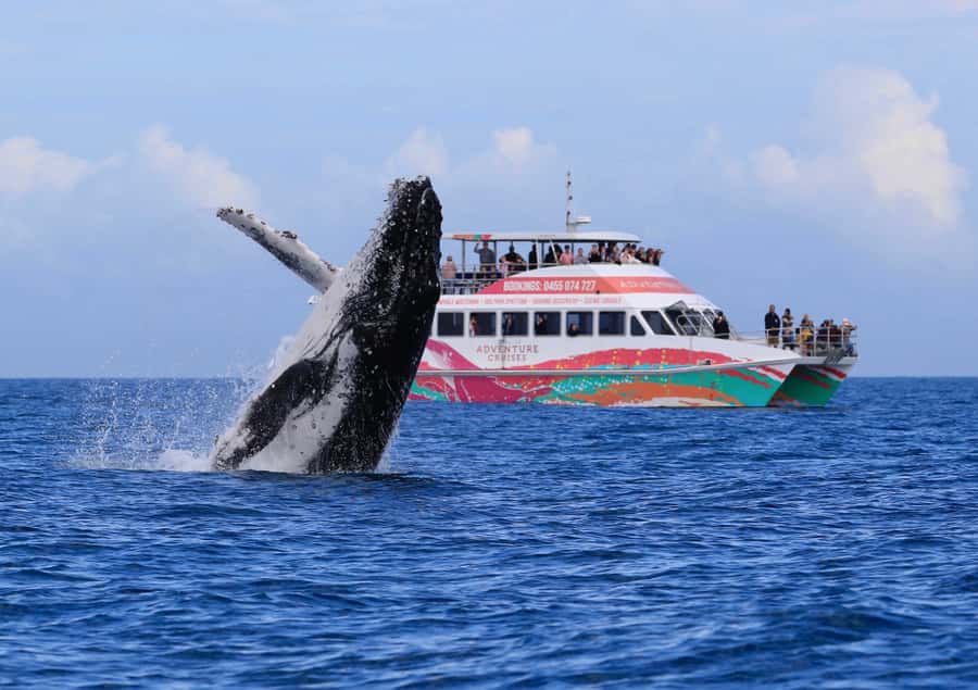 Hervey Bay: Half-Day Whale-Watching Cruise - Why Hervey Bay is such a good whale-watching base