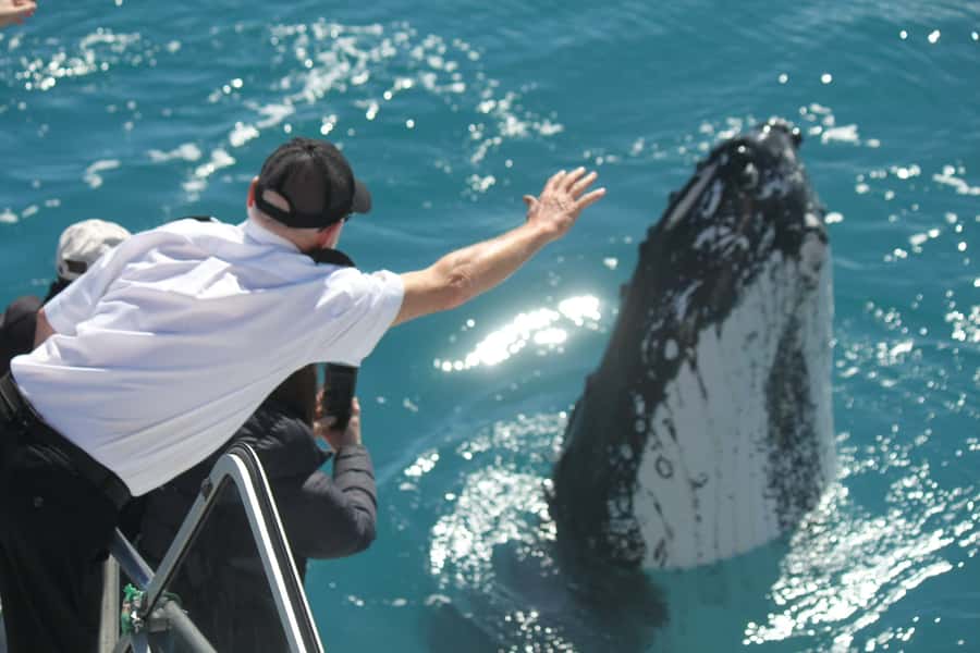 Hervey Bay: Half-Day Whale-Watching Cruise - Boarding the Amaroo and finding your view