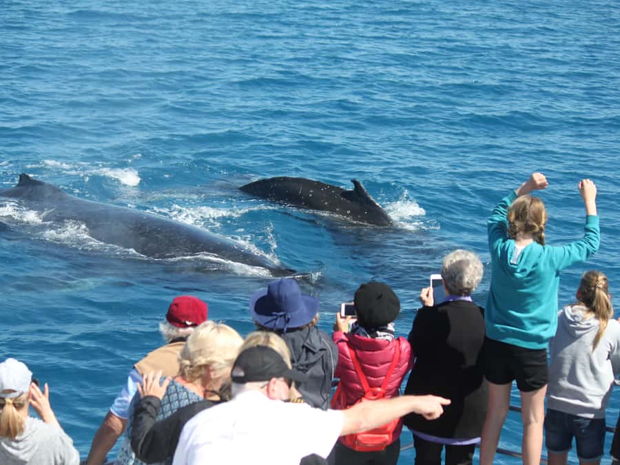 Hervey Bay: Half-Day Whale-Watching Cruise - The first search across Hervey Bay