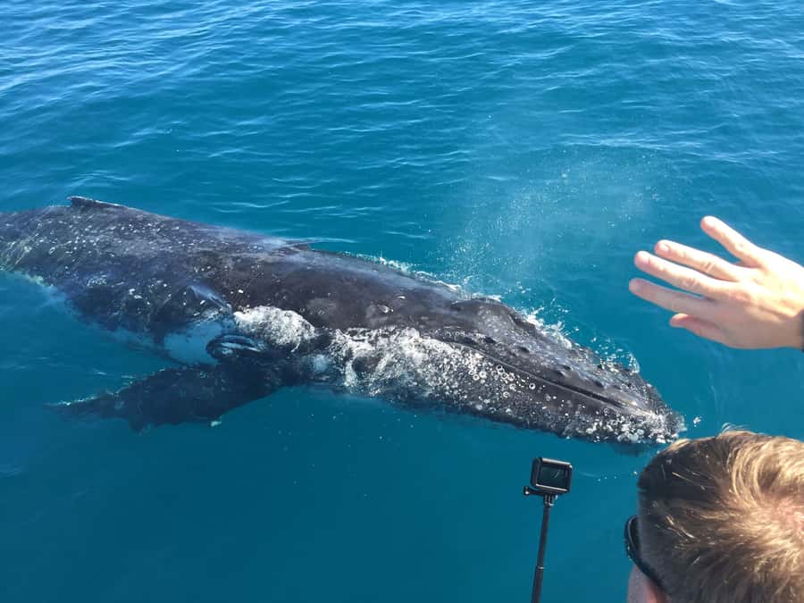 Hervey Bay: Half-Day Whale-Watching Cruise - Tea, biscuits, and the return to shore