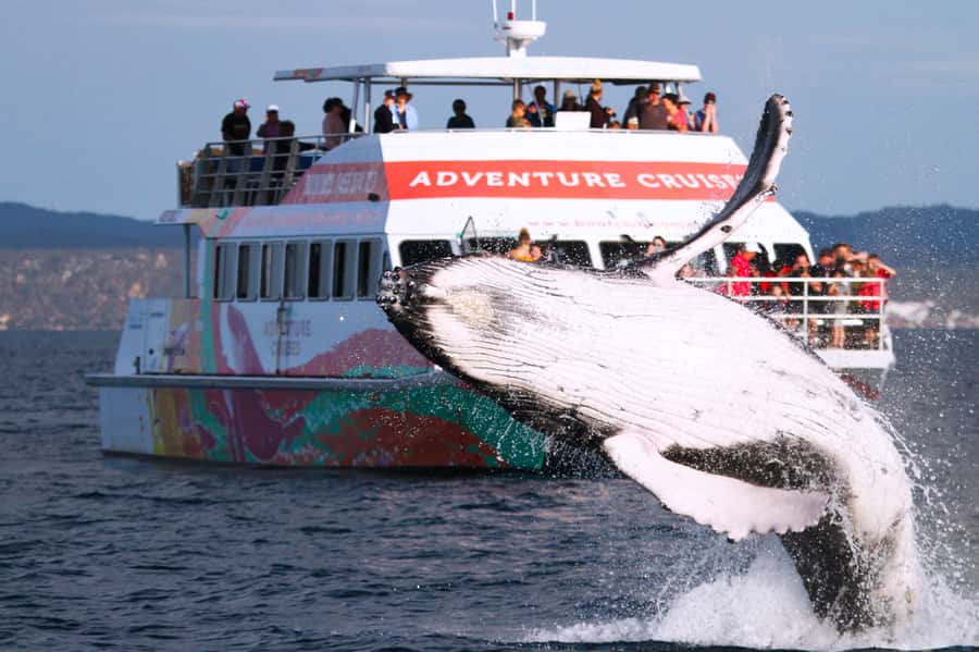 Hervey Bay: Half-Day Whale-Watching Cruise - Starting at the Boat Club