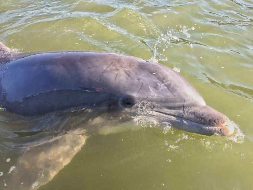 Hilton Head Island: Daytime Dolphin Watching Boat Tour - Five things to know before you go