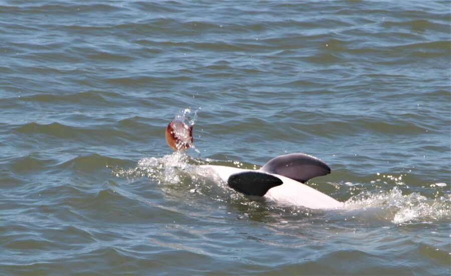Hilton Head Island: Daytime Dolphin Watching Boat Tour - The first stretch: Hilton Head’s waterways