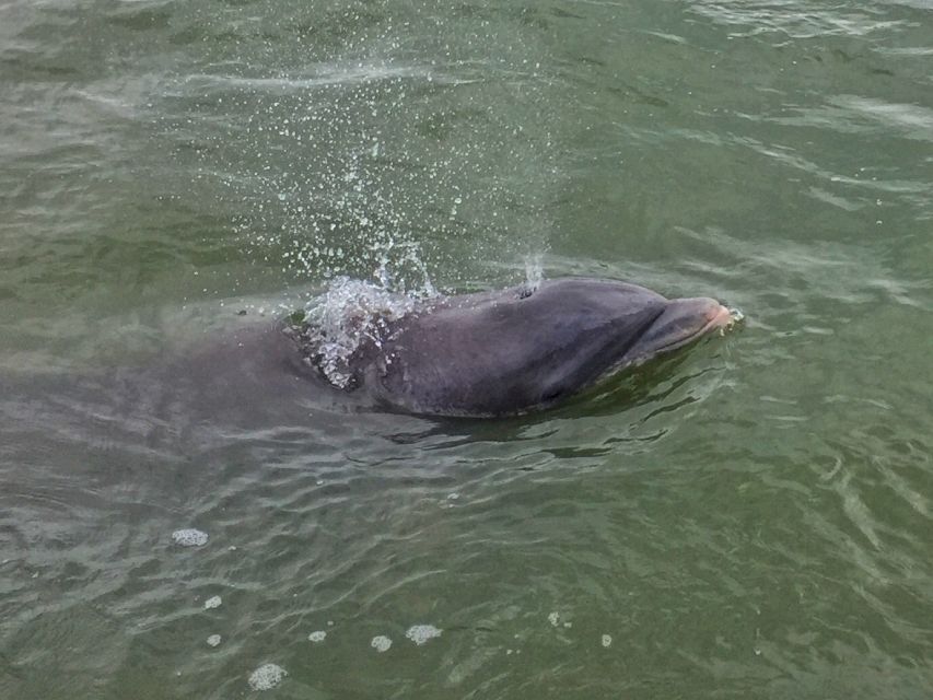 Hilton Head Island: Daytime Dolphin Watching Boat Tour - What you learn about dolphins and the Lowcountry