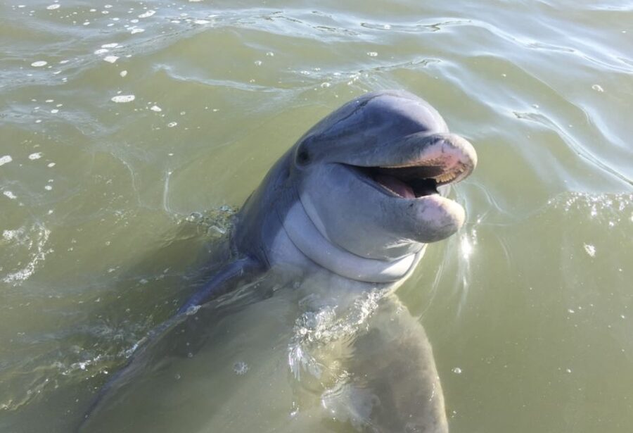 Hilton Head Island: Daytime Dolphin Watching Boat Tour - Calibogue Sound and the dolphin search