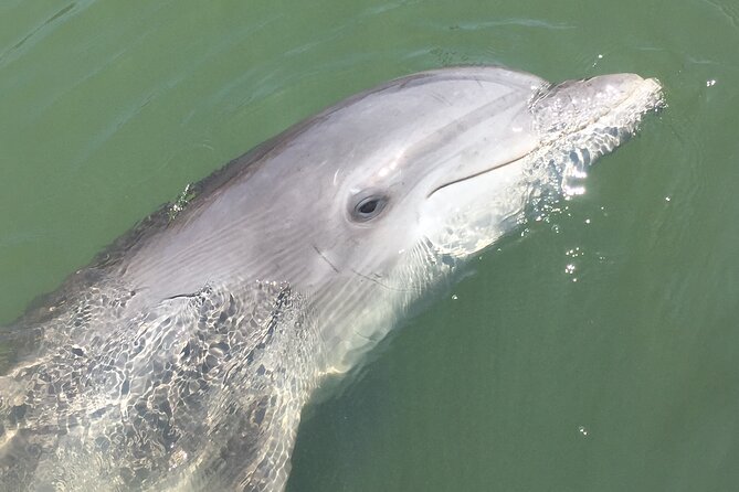 Hilton Head Island Dolphin Boat Cruise - Why the calm water helps families