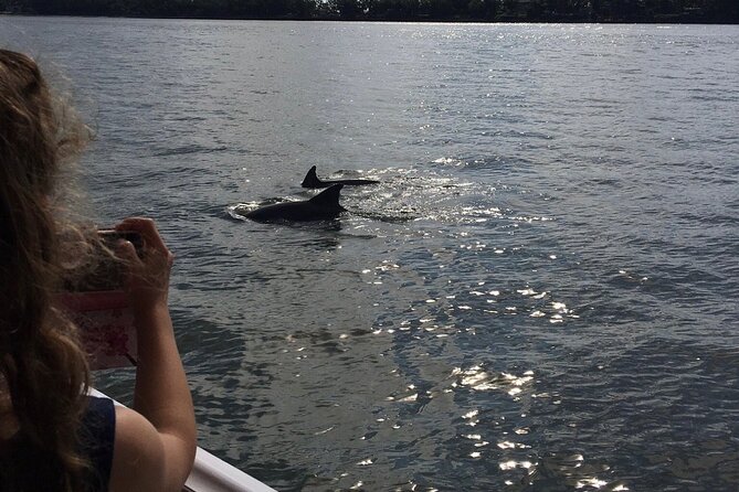 Hilton Head Island Dolphin Boat Cruise - Birds, marshes, and island views beyond the dolphins