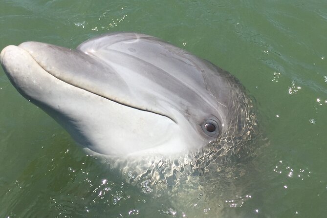 Hilton Head Island Dolphin Boat Cruise - Timing, weather, and cancellation rules