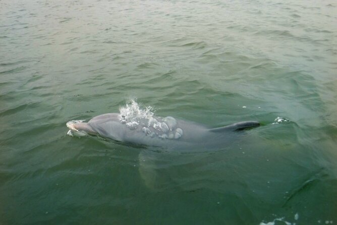 Hilton Head Island Dolphin Boat Cruise - The dolphin sightings and how they shape the trip