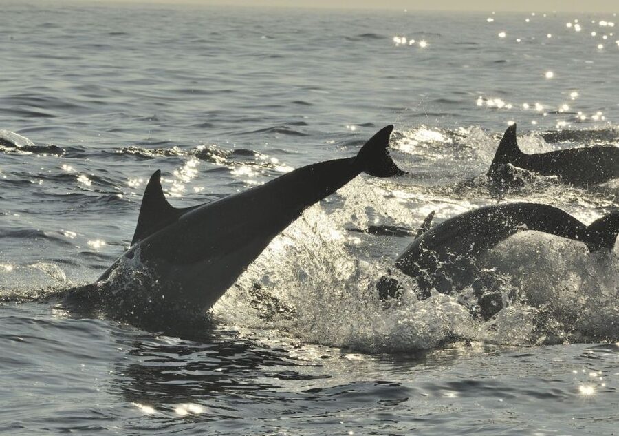 Hilton Head Island: Sunset Dolphin Cruise - How much does the $50 price deliver?