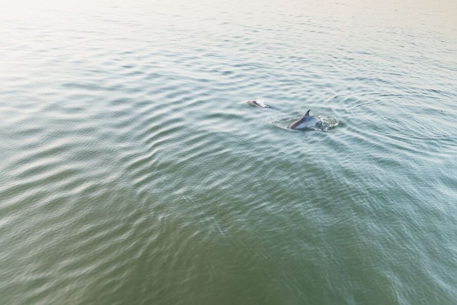 Hilton Head Island: Sunset Dolphin Cruise - Comfort, seating, and what to wear