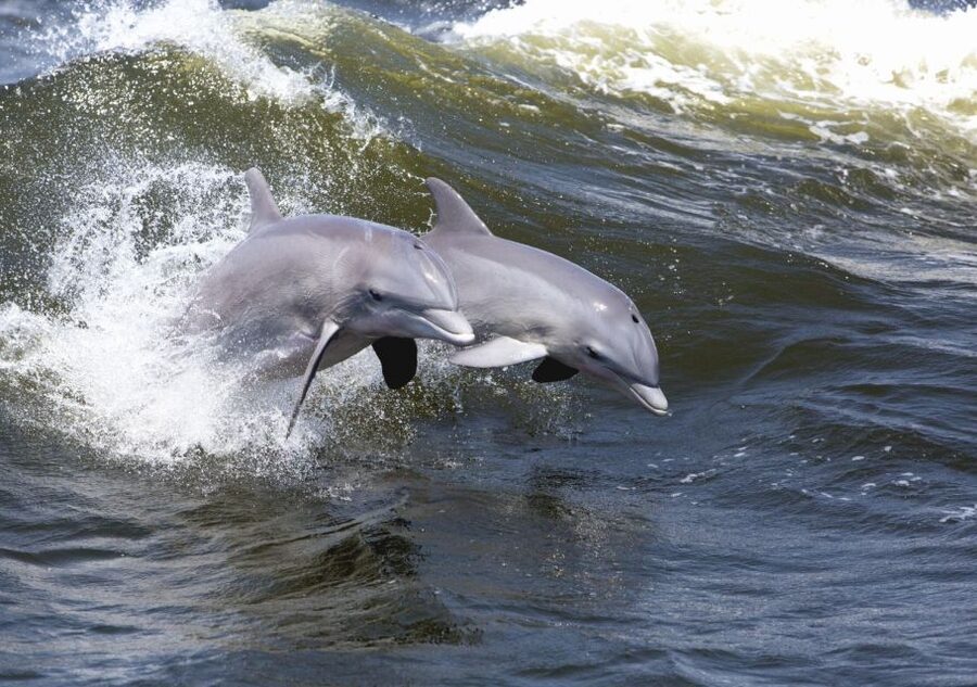 Hilton Head Island: Sunset Dolphin Cruise - The sunset payoff at Dolphin Hole