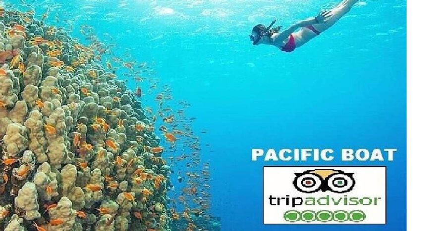 Hoi An/Da Nang: Snorkelling & Island-Hopping Speedboat Tour - Why the Cham Islands trip works so well