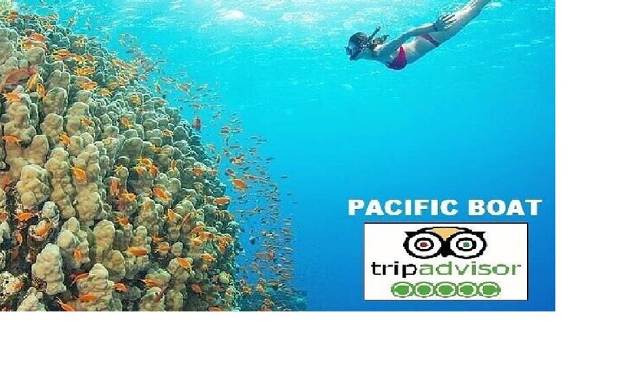 Hoi An/Da Nang: Snorkelling & Island-Hopping Speedboat Tour - Dai Island: your first hour in the water