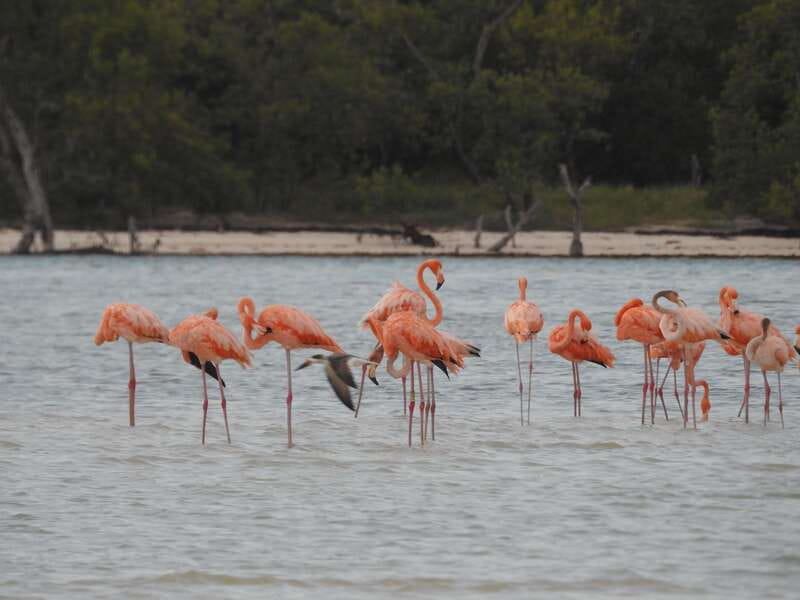 Holbox: Yum Balam Reserve Classic Boat Tour - The quick take