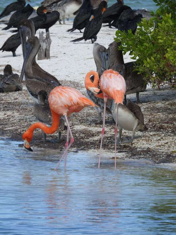 Holbox: Yum Balam Reserve Classic Boat Tour - Yalahau: a cool start when the water option is selected