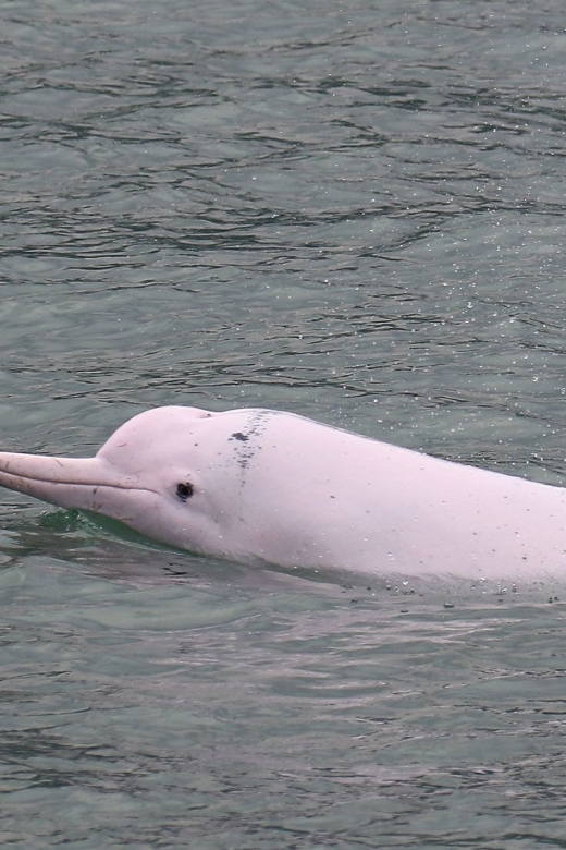 Hong Kong: Dolphin Cruise, Big Buddha & Lantau Island Tour - A full day away from central Hong Kong