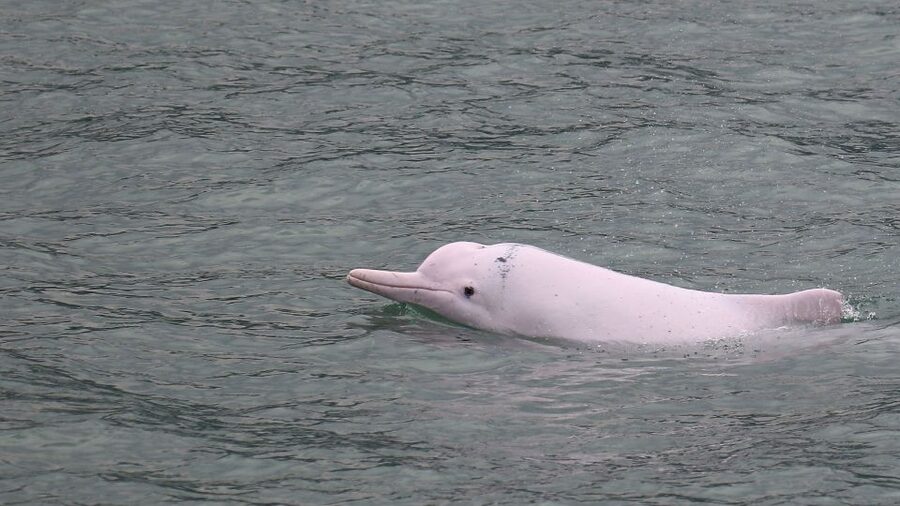 Hong Kong: Dolphin Cruise, Big Buddha & Lantau Island Tour - The dolphin cruise: rewarding, but never guaranteed