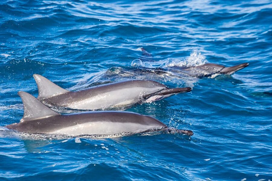 Honolulu: Glass Bottom Boat Tour along Oahu's South Shore - Guides who make the hour work