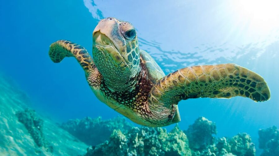 Honolulu: Glass Bottom Boat Tour along Oahu's South Shore - What $40 buys you