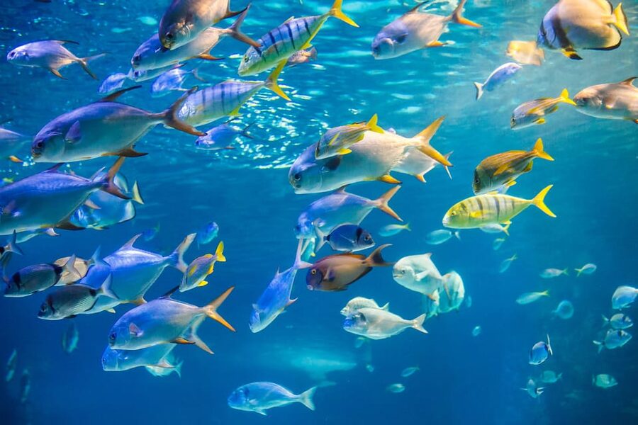 Honolulu: Glass Bottom Boat Tour along Oahu's South Shore - Glass windows over reefs and a shipwreck