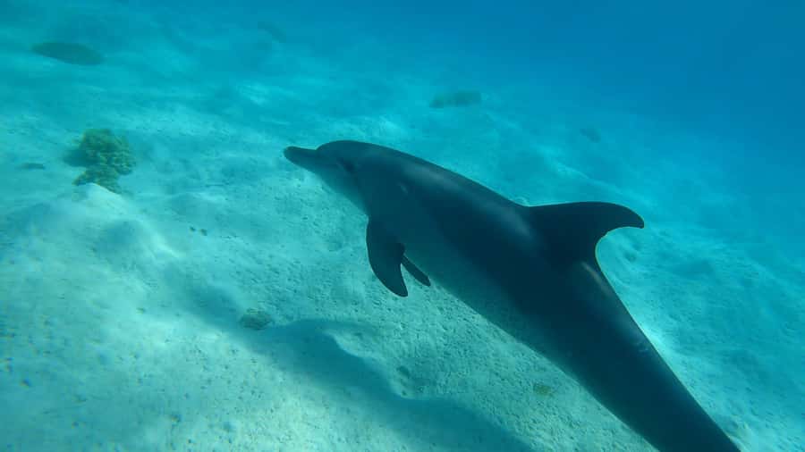 Hurghada: 3 Islands, Dolphins & Snorkel Yacht Trip w/ Lunch - Orange Bay: one hour of beach time