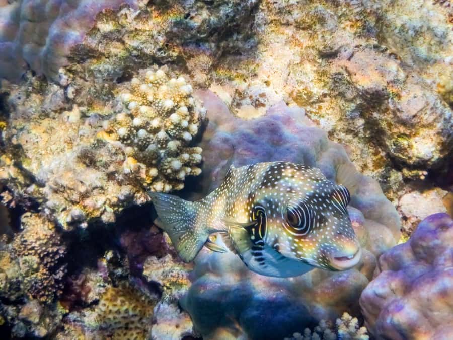 Hurghada: 3 Islands, Dolphins & Snorkel Yacht Trip w/ Lunch - Magawish Island: the relaxed final stop