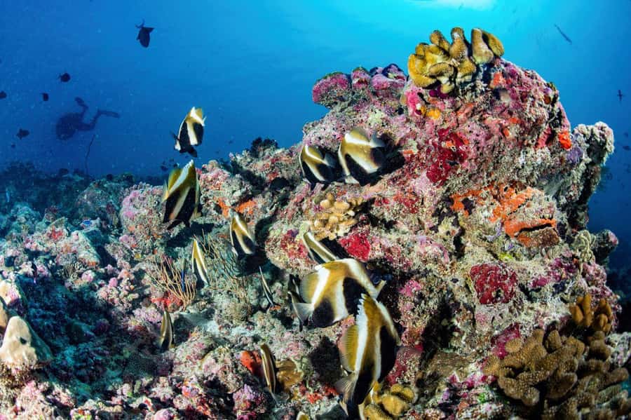 Hurghada: 3 Islands, Dolphins & Snorkel Yacht Trip w/ Lunch - The boat, crew, and general atmosphere