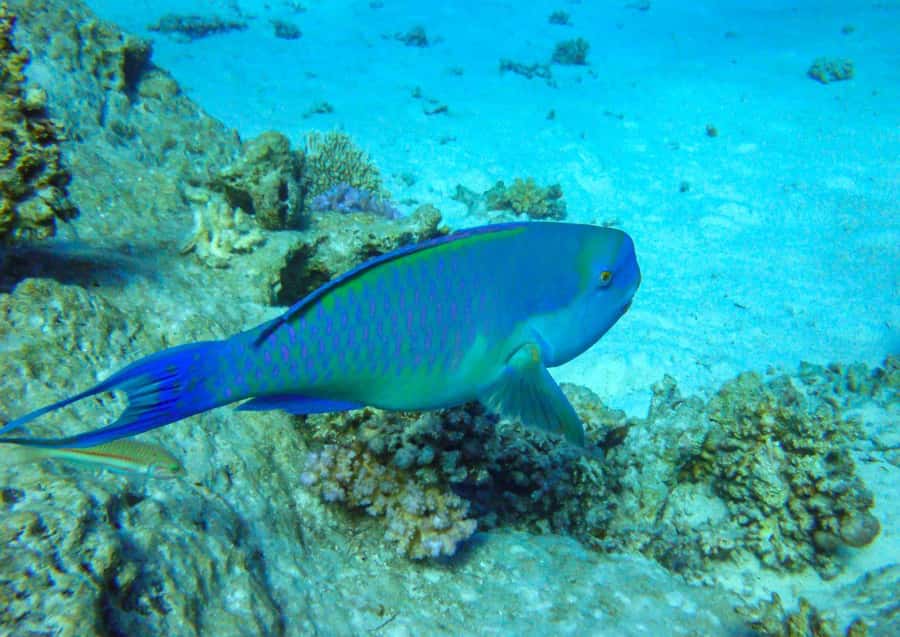 Hurghada: 3 Islands, Dolphins & Snorkel Yacht Trip w/ Lunch - Weather, swimming ability, and what to pack
